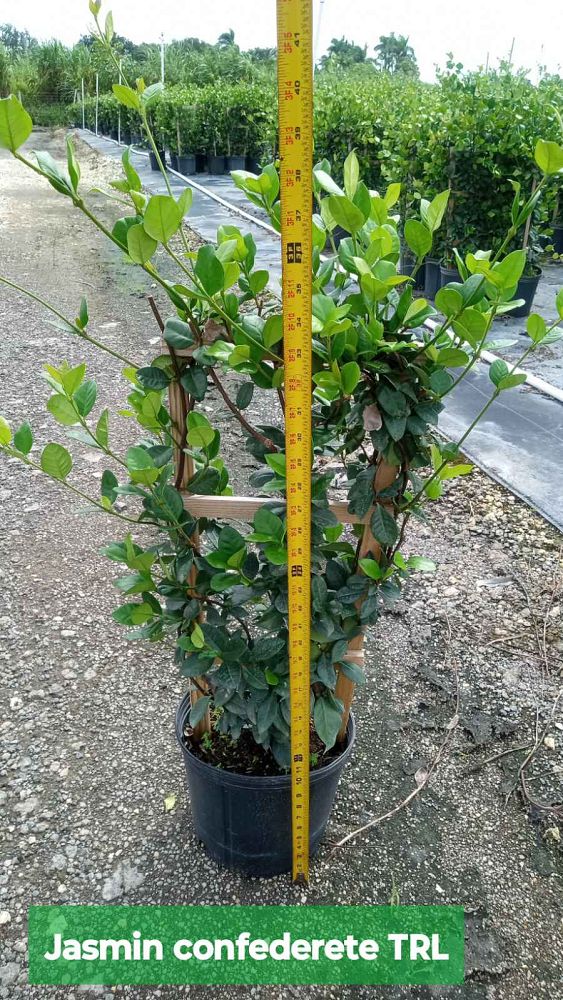 trachelospermum-jasminoides-confederate-jasmine