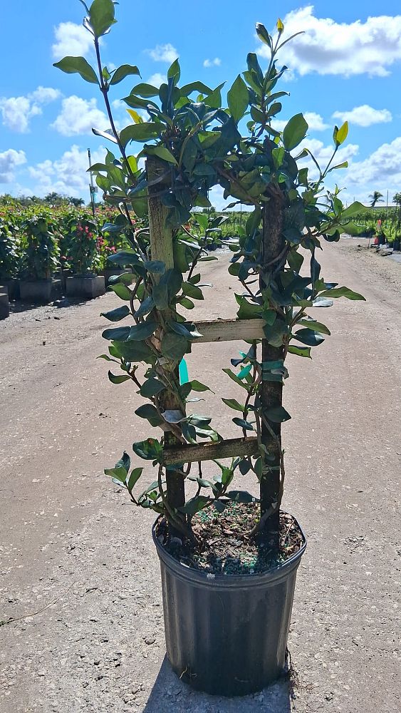 trachelospermum-jasminoides-confederate-jasmine