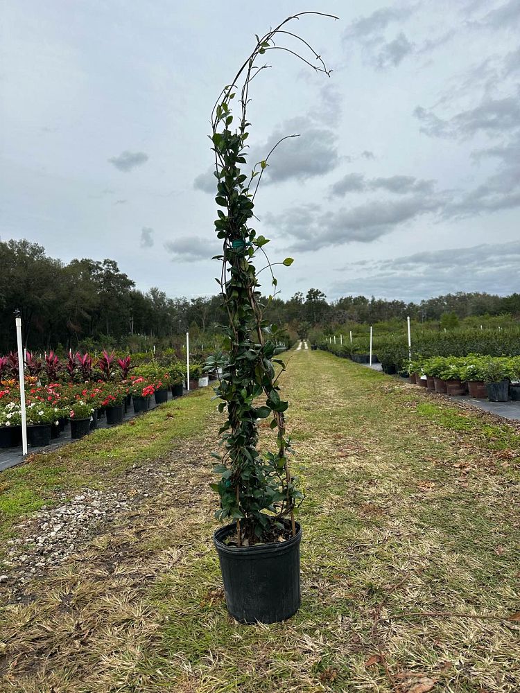 trachelospermum-jasminoides-confederate-jasmine