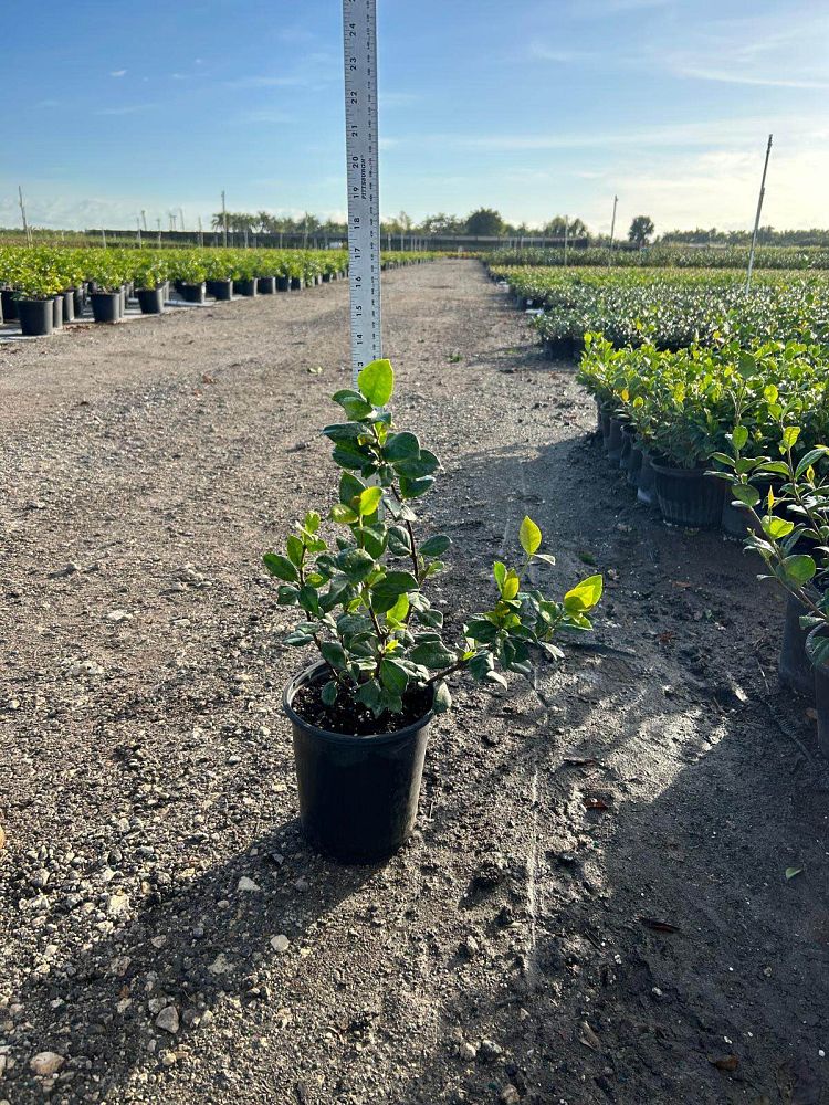 trachelospermum-jasminoides-confederate-jasmine