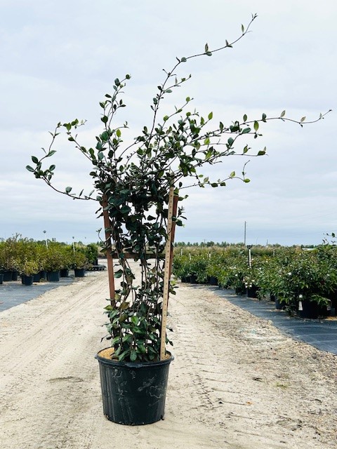 trachelospermum-jasminoides-confederate-jasmine