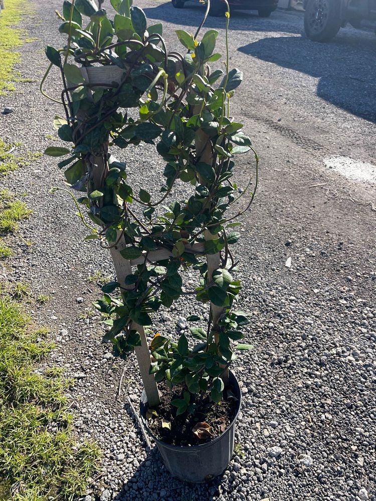 trachelospermum-jasminoides-confederate-jasmine