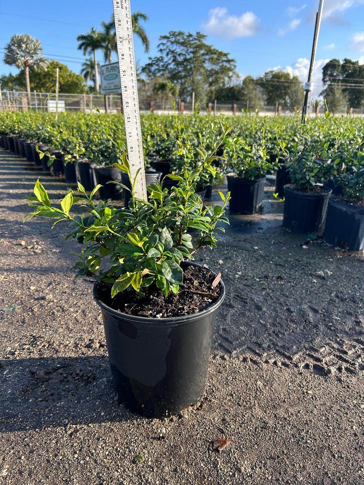 trachelospermum-jasminoides-confederate-jasmine