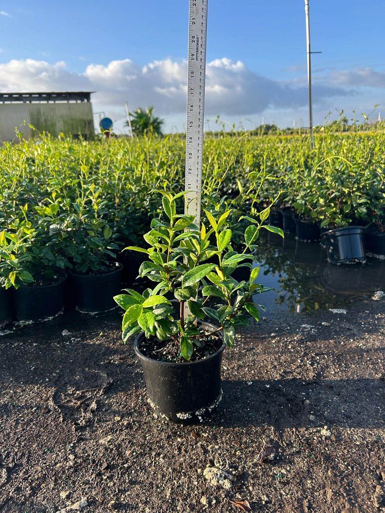 trachelospermum-jasminoides-confederate-jasmine