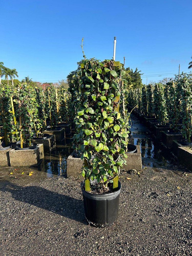 trachelospermum-jasminoides-confederate-jasmine