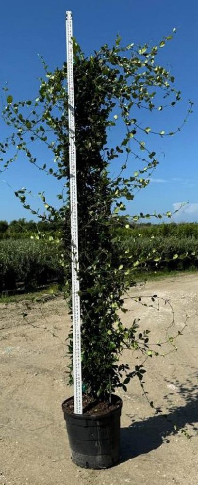 trachelospermum-jasminoides-star-confederate-jasmine