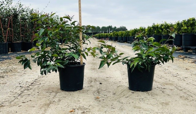 trachelospermum-jasminoides-star-confederate-jasmine