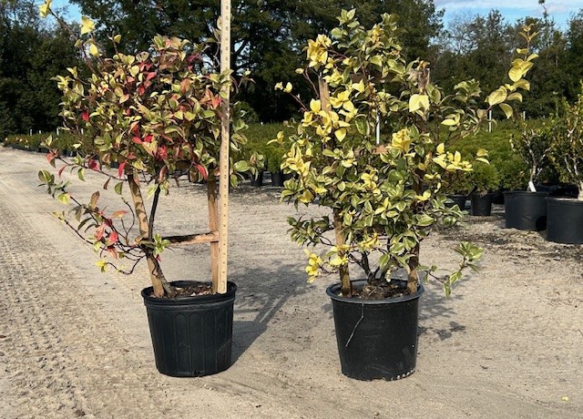 trachelospermum-jasminoides-variegatum-confederate-jasmine-variegated