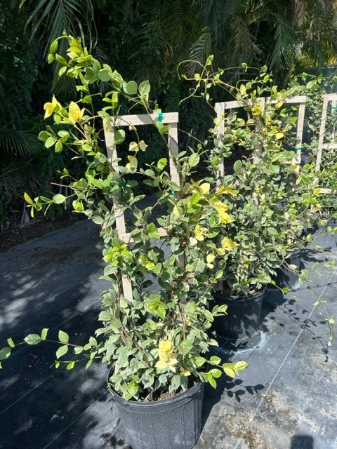 trachelospermum-jasminoides-variegatum-confederate-jasmine-variegated