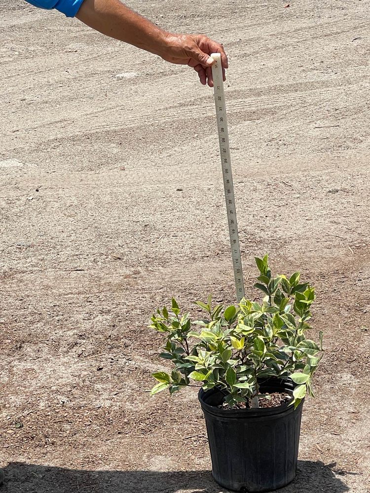 trachelospermum-jasminoides-variegatum-confederate-jasmine-variegated