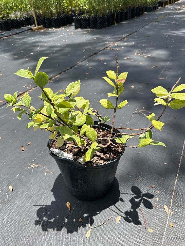 trachelospermum-jasminoides-variegatum-confederate-jasmine-variegated