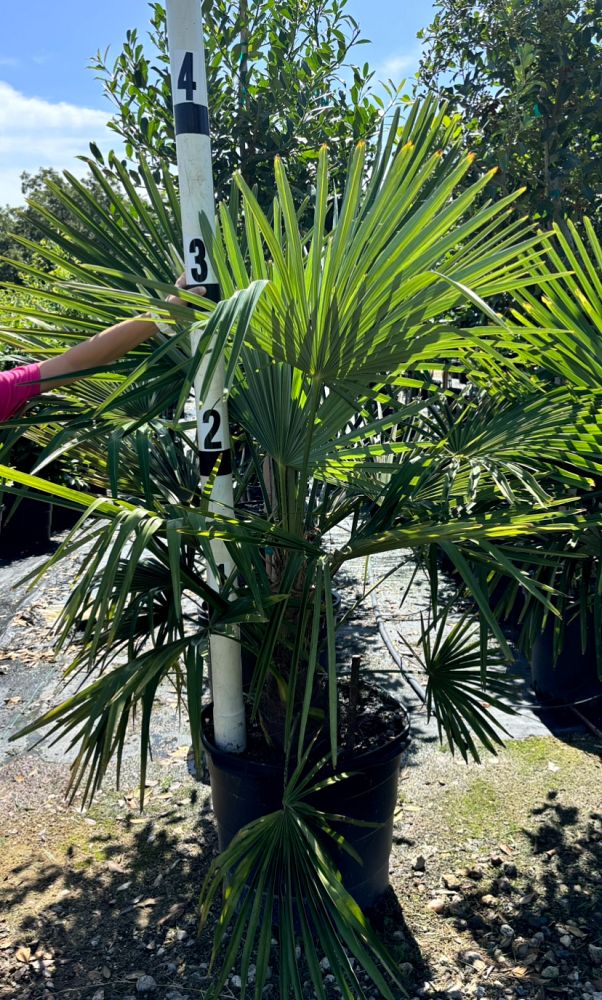 trachycarpus-fortunei-windmill-palm-chusan-palm