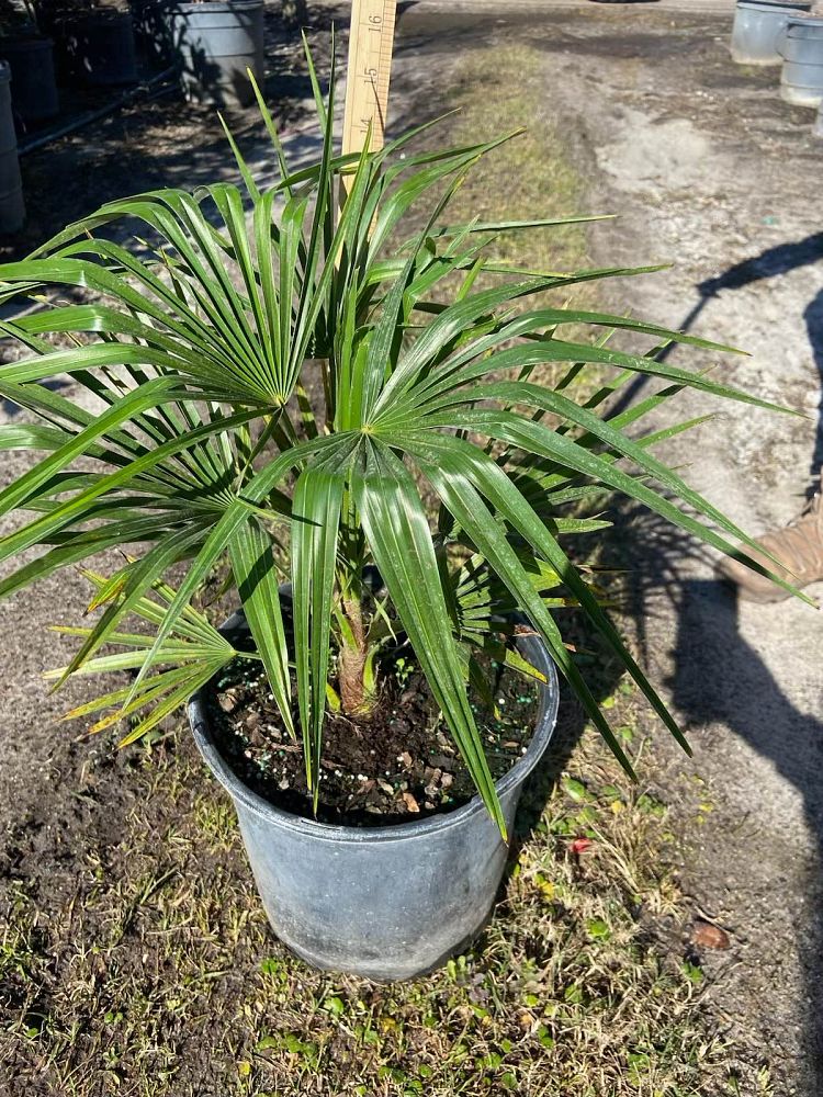 trachycarpus-fortunei-windmill-palm-chusan-palm