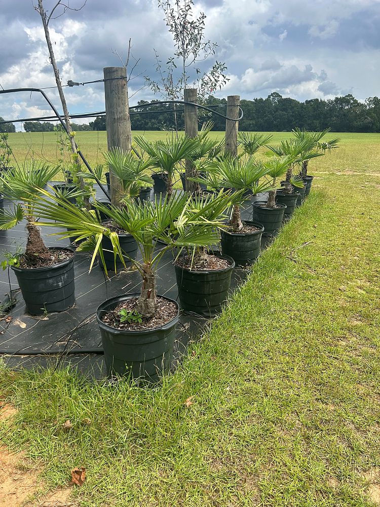 trachycarpus-fortunei-windmill-palm-chusan-palm