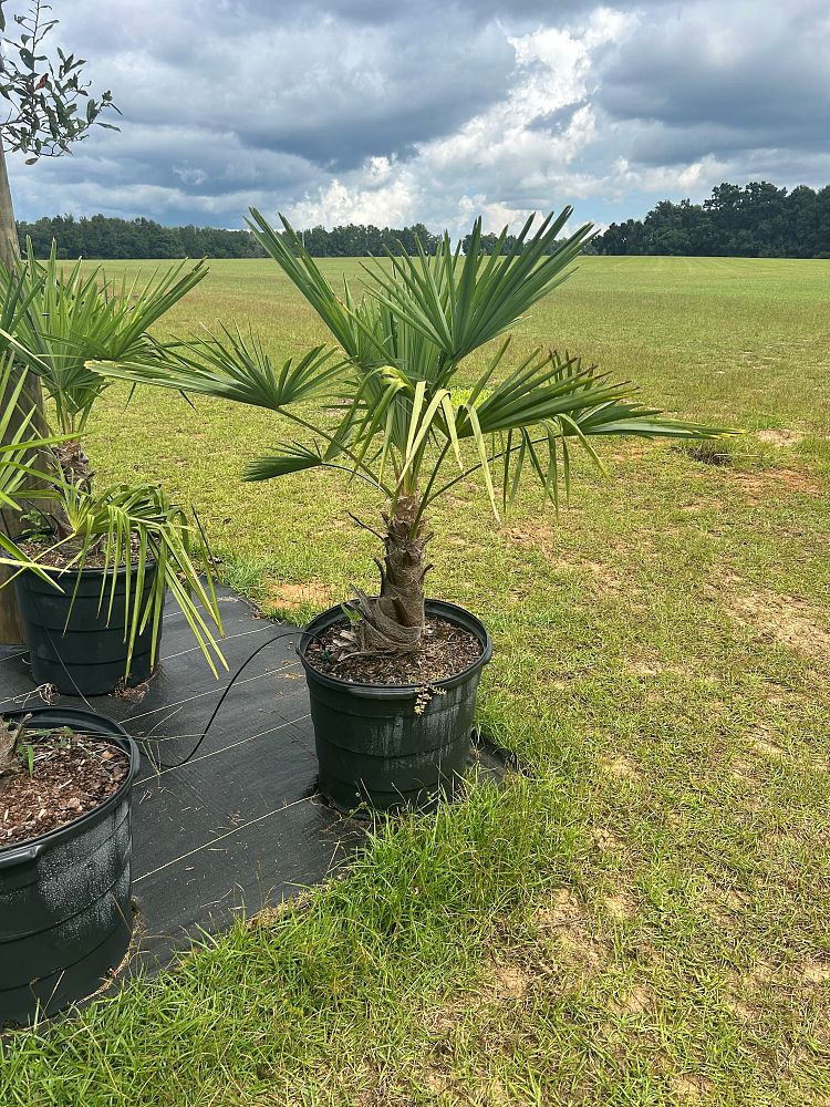 trachycarpus-fortunei-windmill-palm-chusan-palm