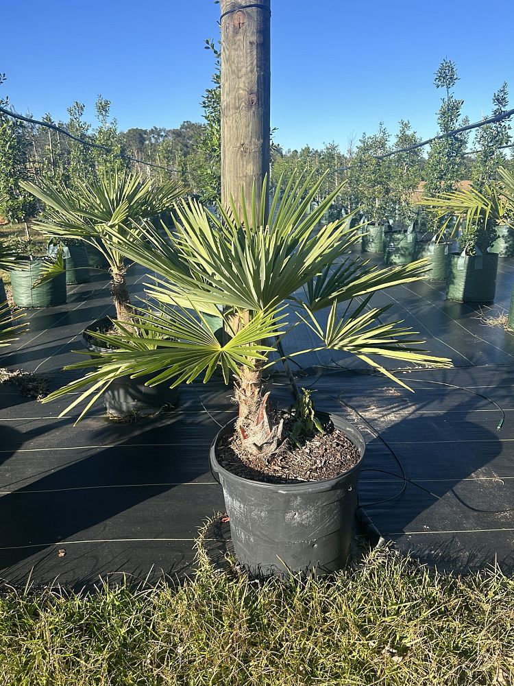 trachycarpus-fortunei-windmill-palm-chusan-palm