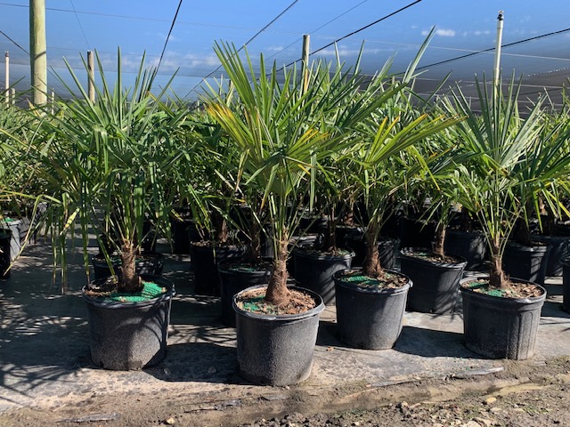 trachycarpus-fortunei-windmill-palm-chusan-palm