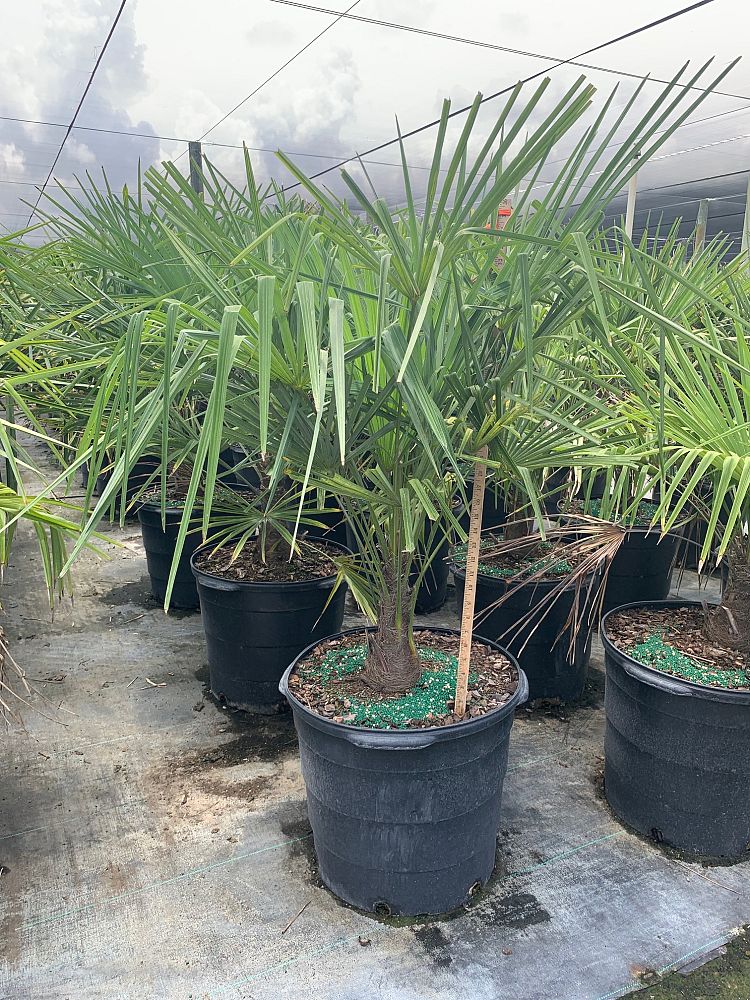 trachycarpus-fortunei-windmill-palm-chusan-palm