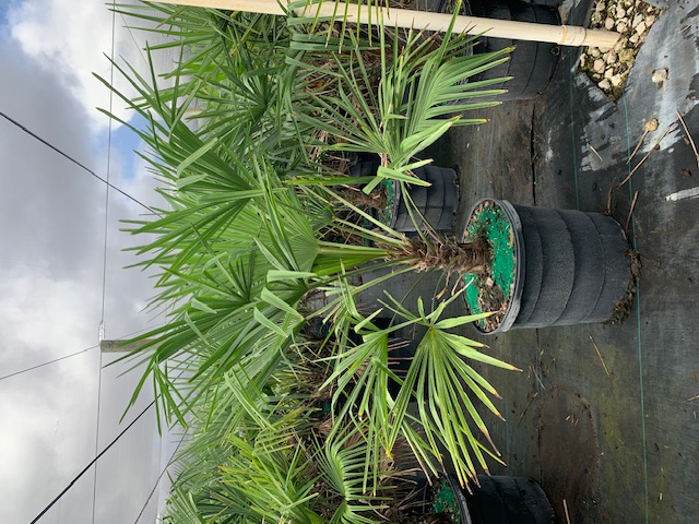 trachycarpus-fortunei-windmill-palm-chusan-palm