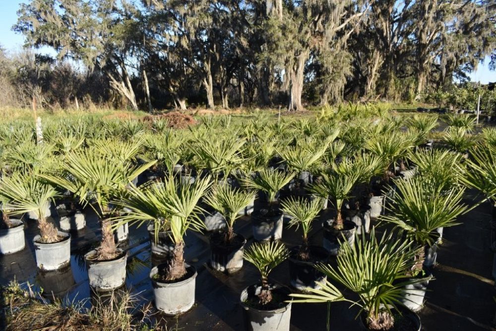 trachycarpus-fortunei-windmill-palm-chusan-palm