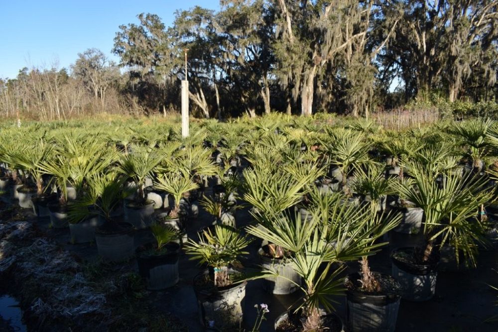 trachycarpus-fortunei-windmill-palm-chusan-palm