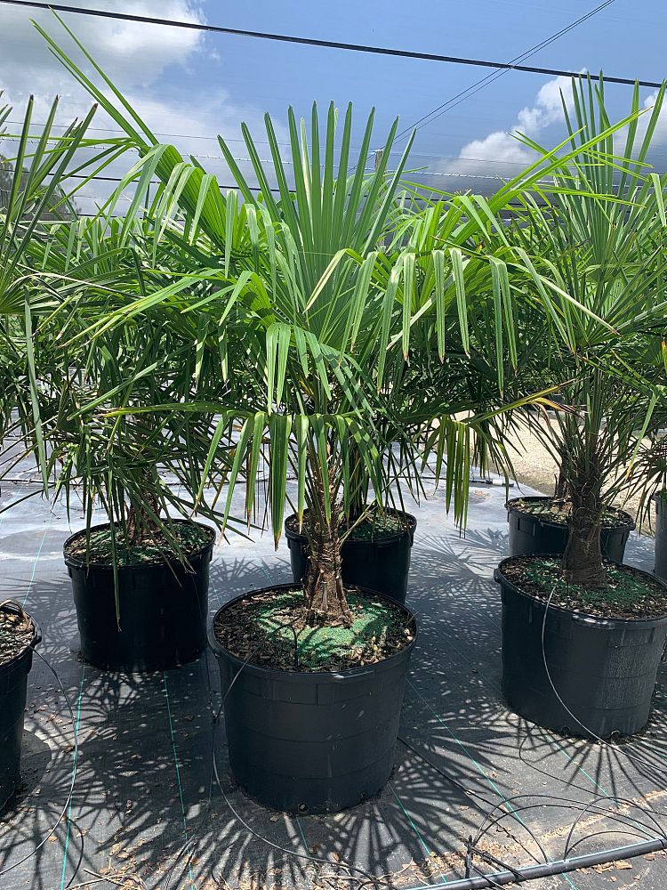 trachycarpus-fortunei-windmill-palm-chusan-palm