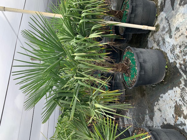 trachycarpus-fortunei-windmill-palm-chusan-palm