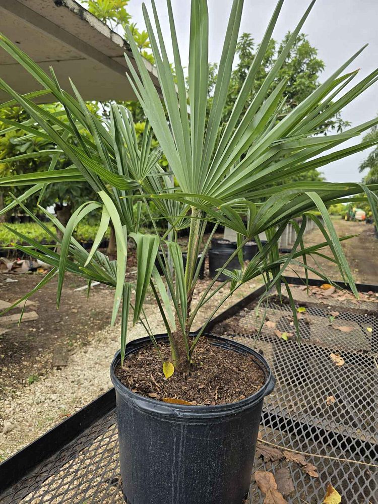 trachycarpus-fortunei-windmill-palm-chusan-palm