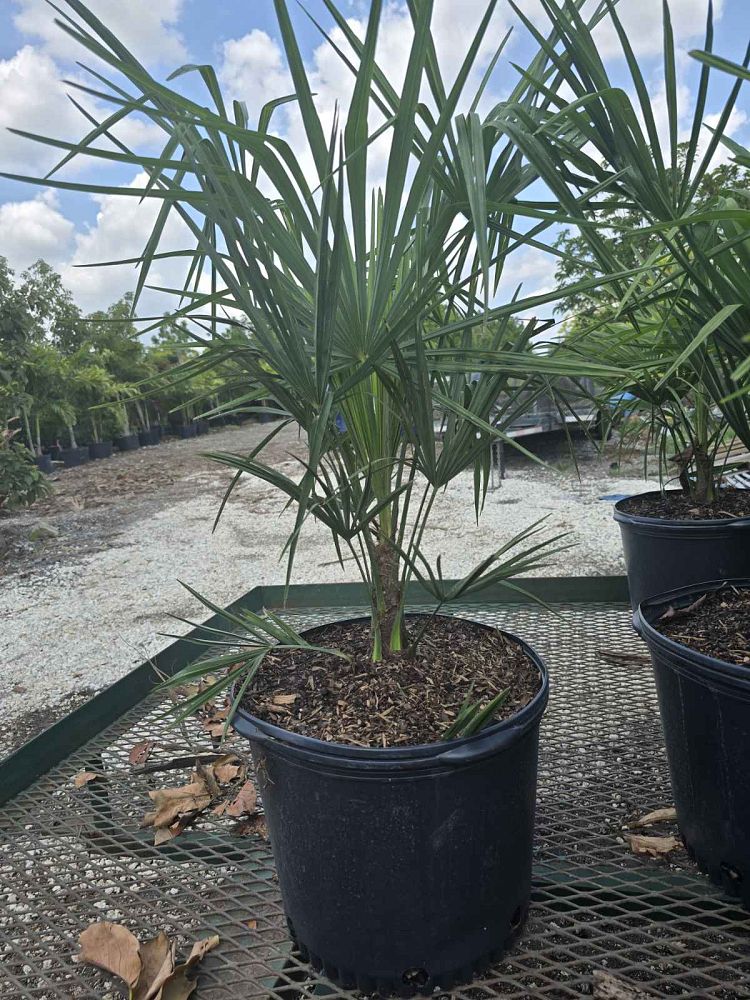 trachycarpus-fortunei-windmill-palm-chusan-palm