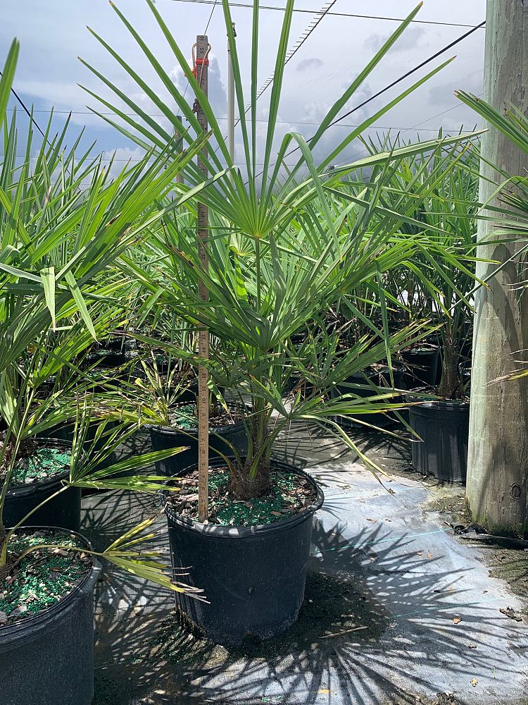 trachycarpus-fortunei-windmill-palm-chusan-palm