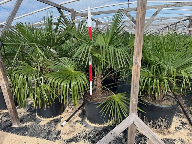 trachycarpus-fortunei-windmill-palm-chusan-palm