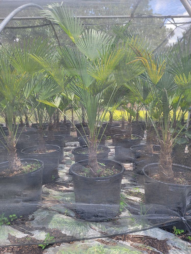 trachycarpus-fortunei-windmill-palm-chusan-palm