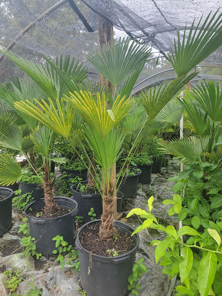 trachycarpus-fortunei-windmill-palm-chusan-palm