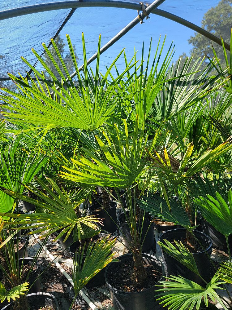 trachycarpus-fortunei-windmill-palm-chusan-palm