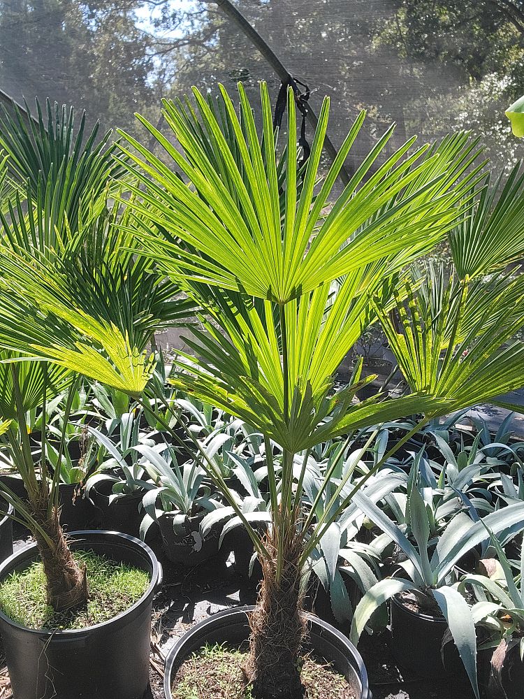 trachycarpus-fortunei-windmill-palm-chusan-palm