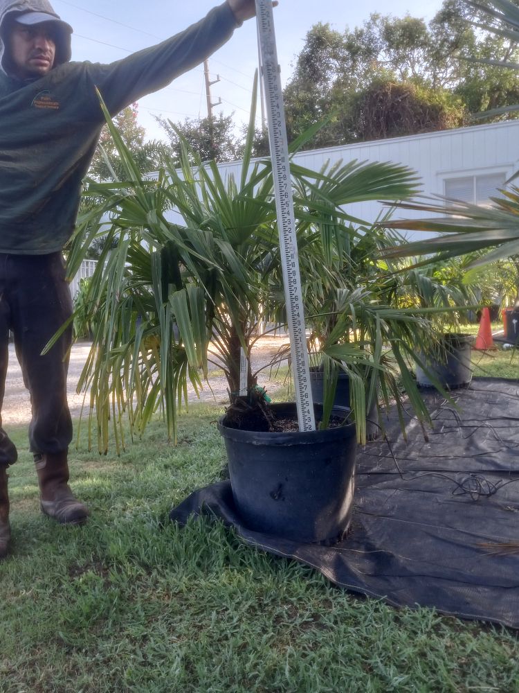 trachycarpus-fortunei-windmill-palm-chusan-palm