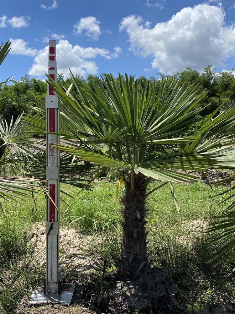 trachycarpus-fortunei-windmill-palm-chusan-palm