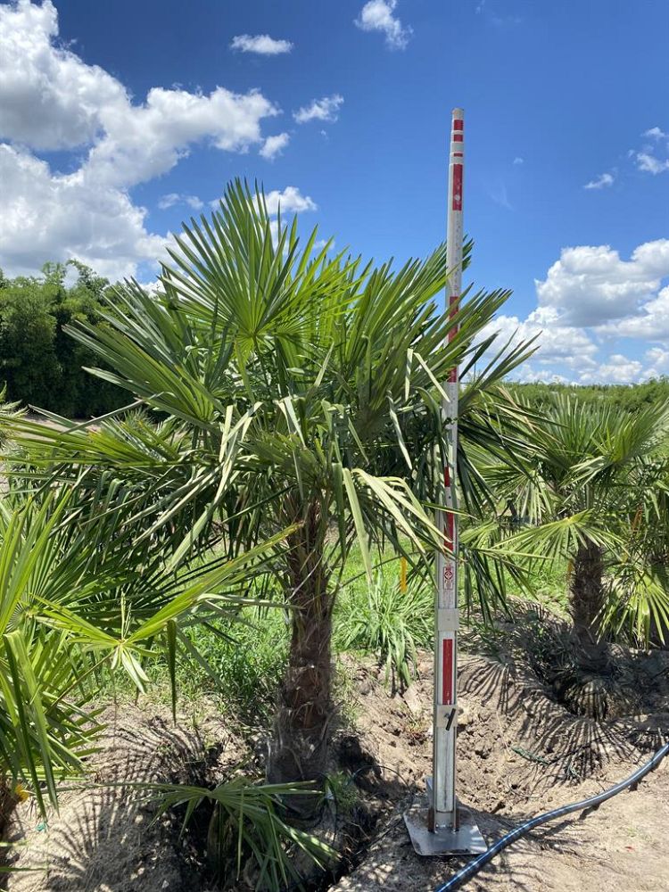 trachycarpus-fortunei-windmill-palm-chusan-palm