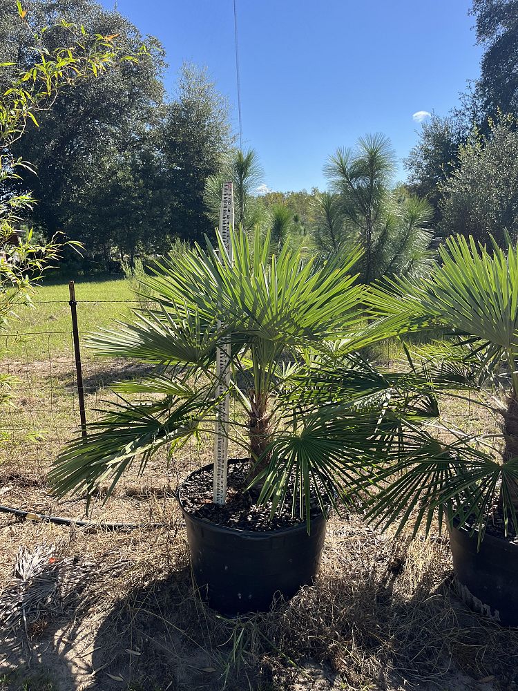 trachycarpus-fortunei-windmill-palm-chusan-palm