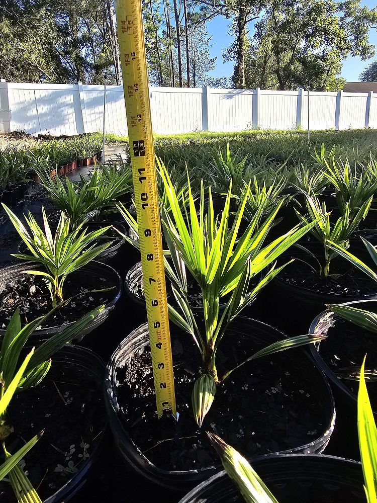 trachycarpus-fortunei-windmill-palm-chusan-palm