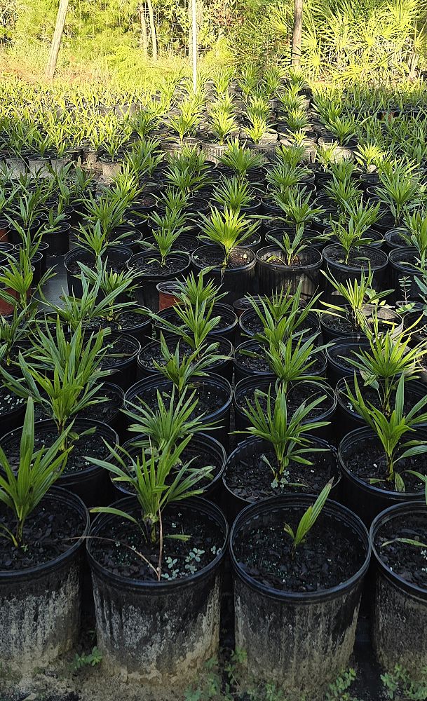 trachycarpus-fortunei-windmill-palm-chusan-palm