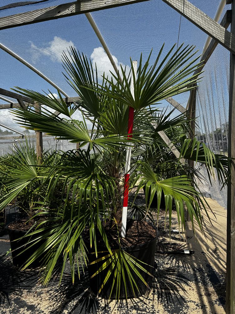 trachycarpus-fortunei-windmill-palm-chusan-palm