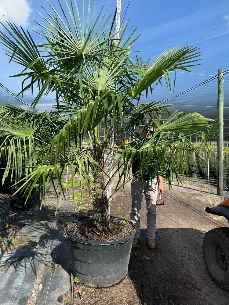 trachycarpus-fortunei-windmill-palm-chusan-palm