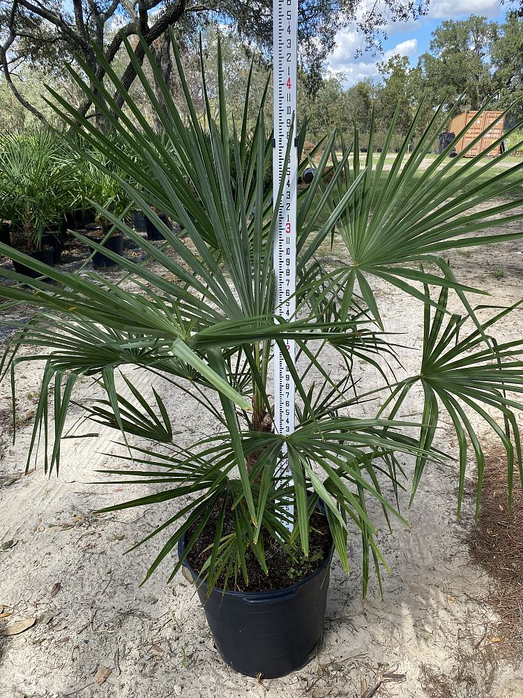 trachycarpus-fortunei-windmill-palm-chusan-palm