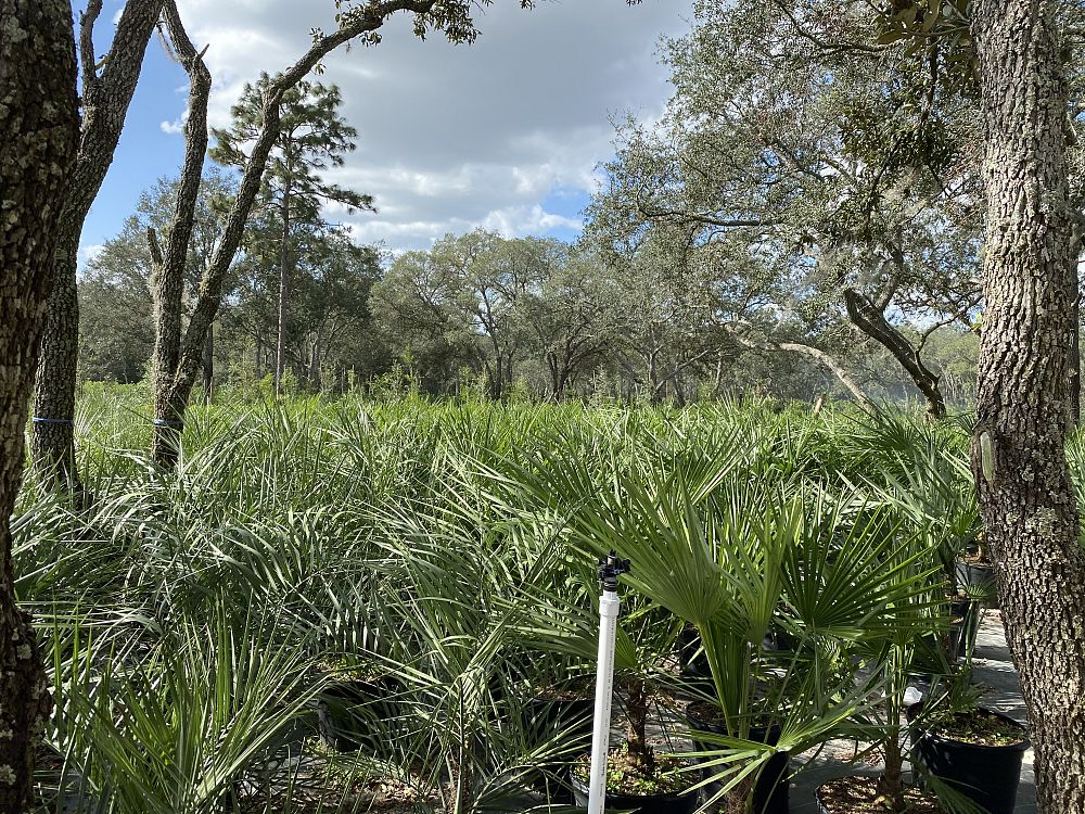 trachycarpus-fortunei-windmill-palm-chusan-palm