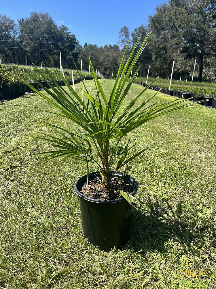 trachycarpus-fortunei-windmill-palm-chusan-palm