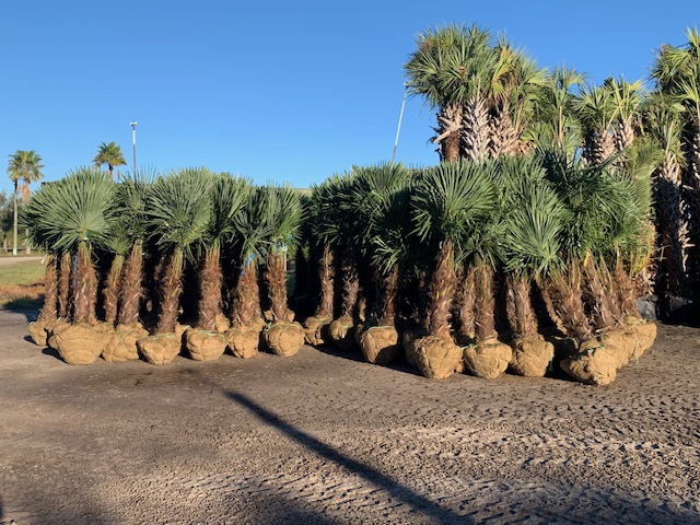 trachycarpus-fortunei-windmill-palm-chusan-palm