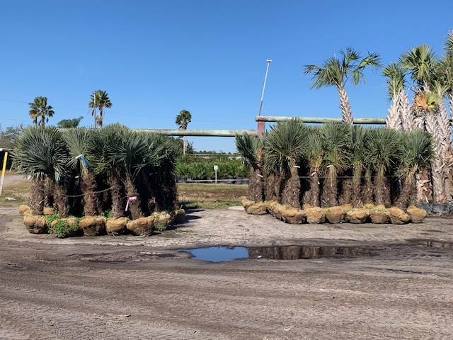 trachycarpus-fortunei-windmill-palm-chusan-palm