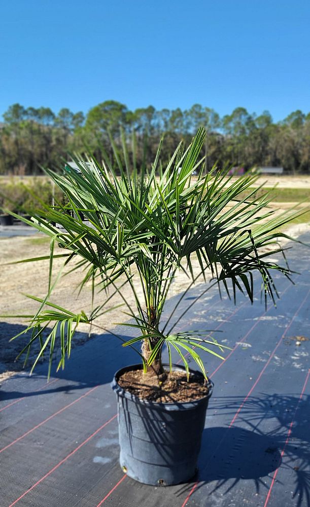 trachycarpus-fortunei-windmill-palm-chusan-palm