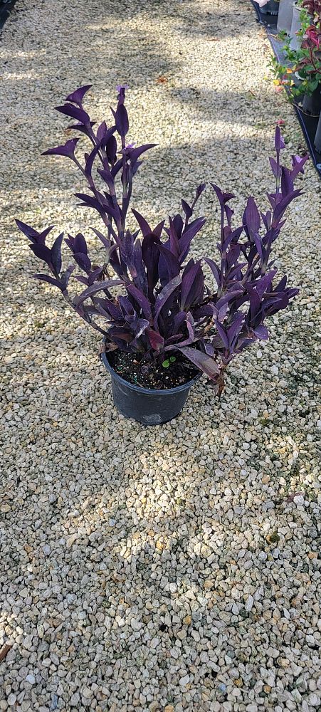 tradescantia-pallida-purple-queen-wandering-jew-purple-heart